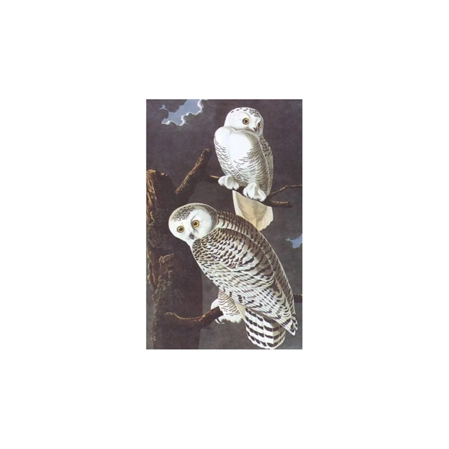 Birds of America - Tiny Folio - Image 3