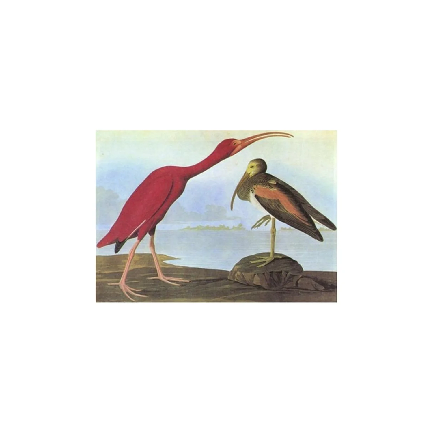 Birds of America - Tiny Folio - Image 4