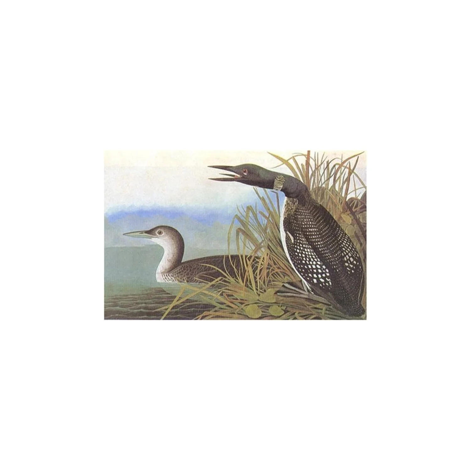 Birds of America - Tiny Folio - Image 5