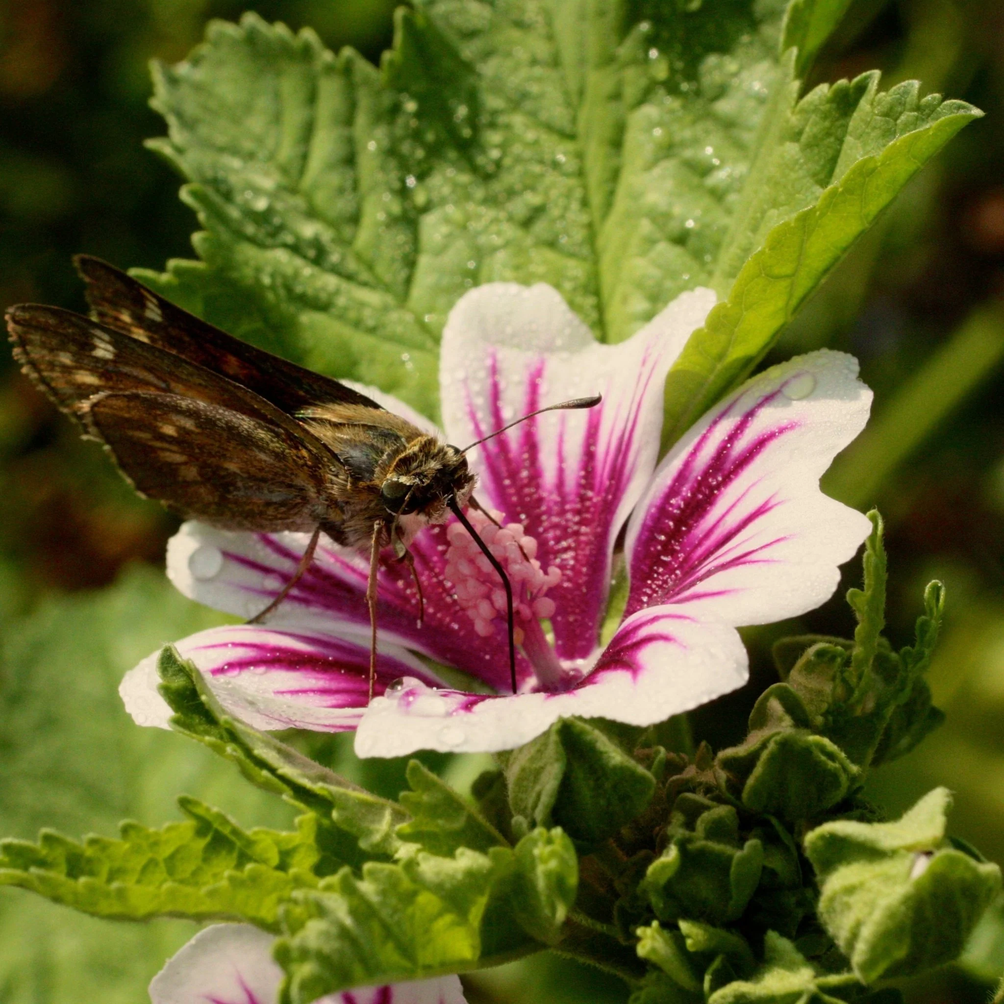 Cheese's Mallow Seed Pack