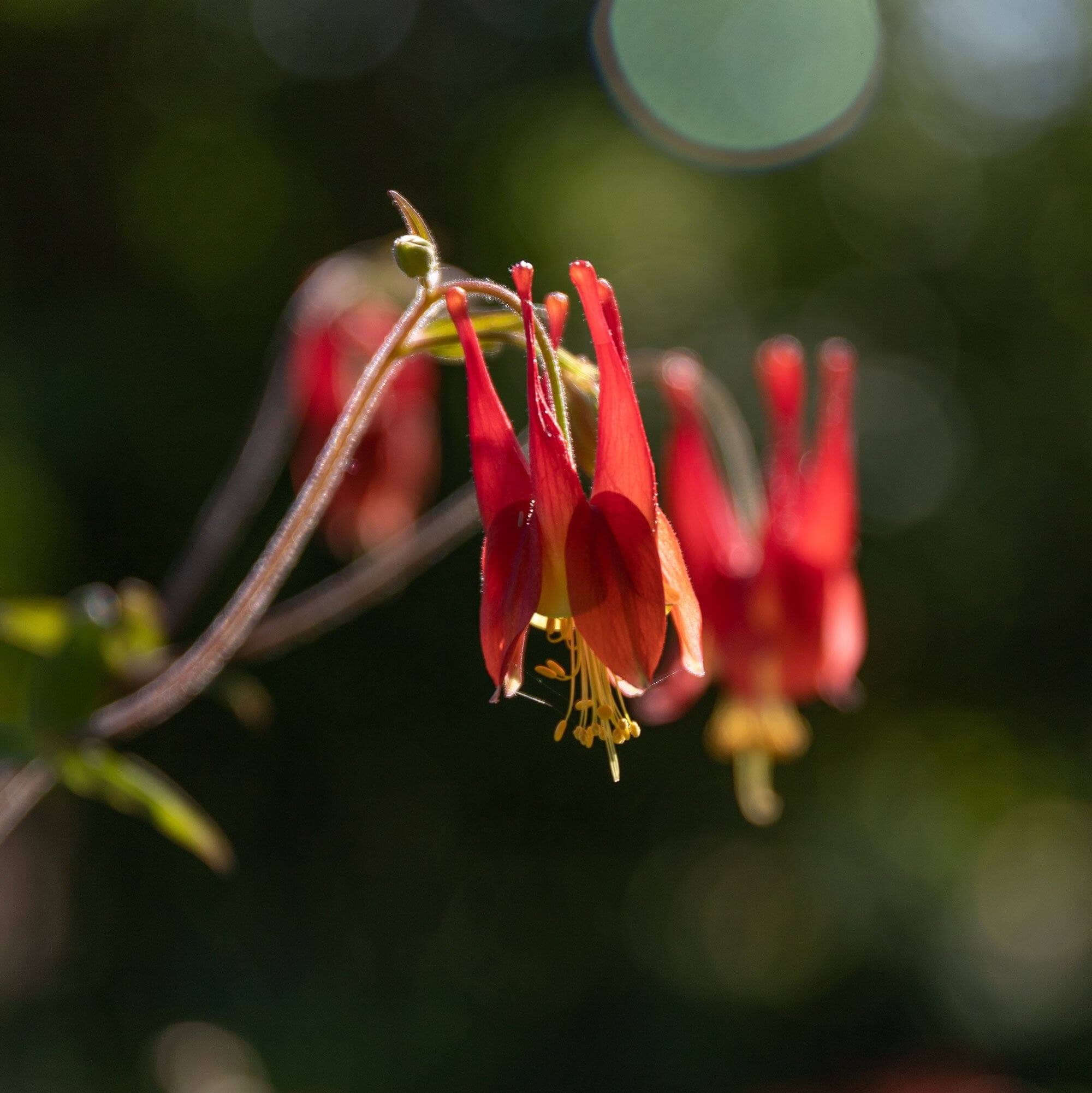 Eastern Red Columbine Seed Pack - Image 2