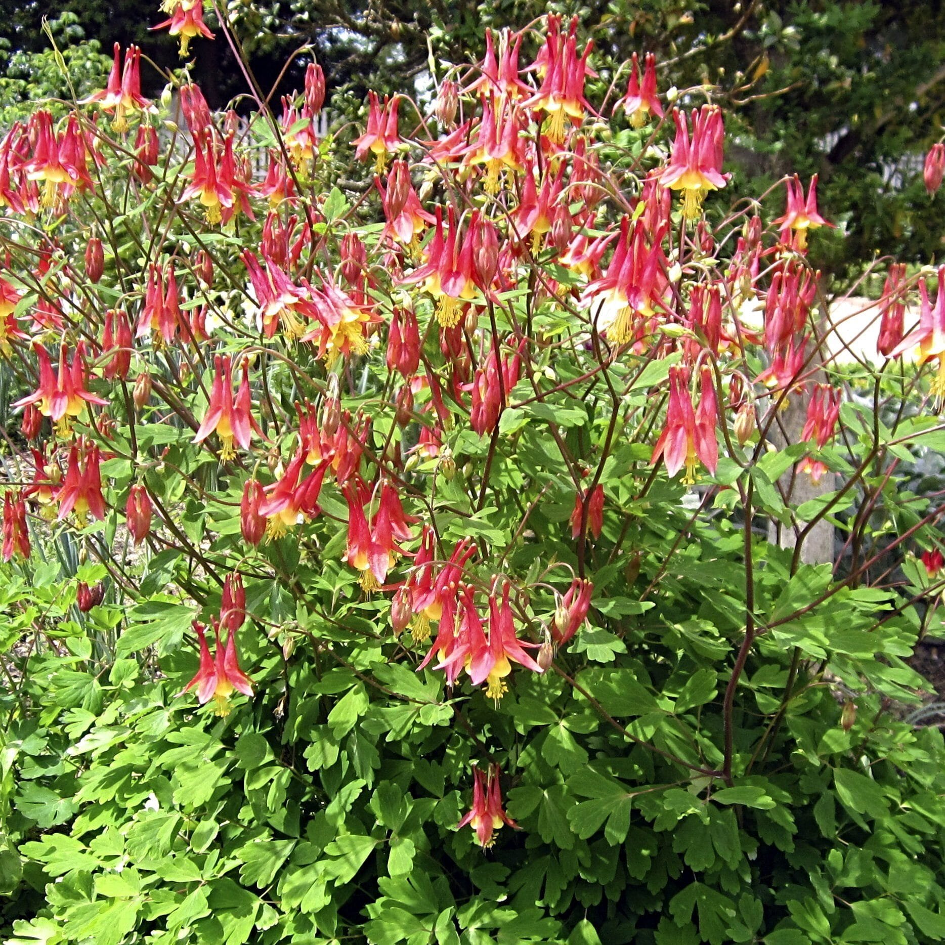 Eastern Red Columbine Seed Pack - Image 3