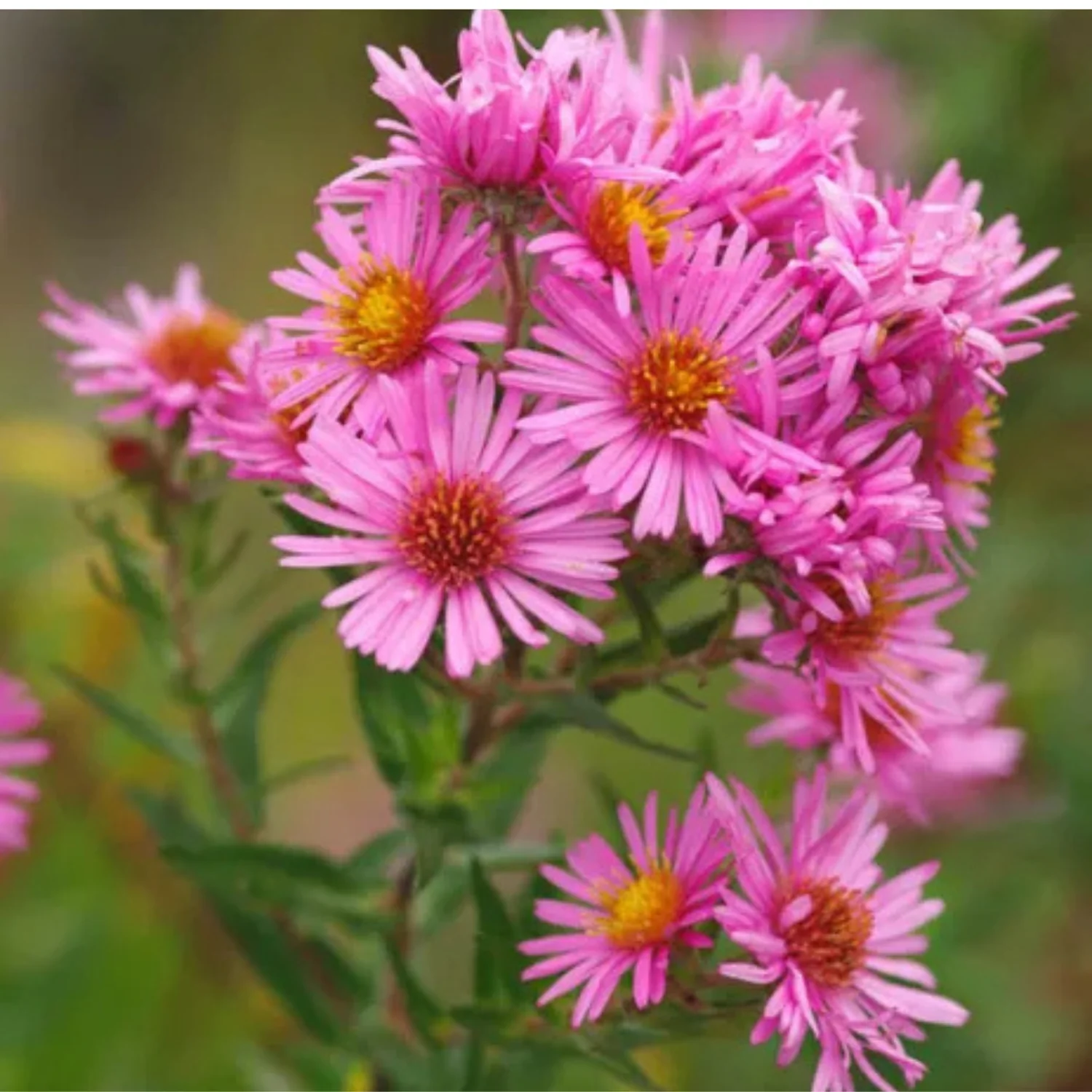 New England Aster - Image 2
