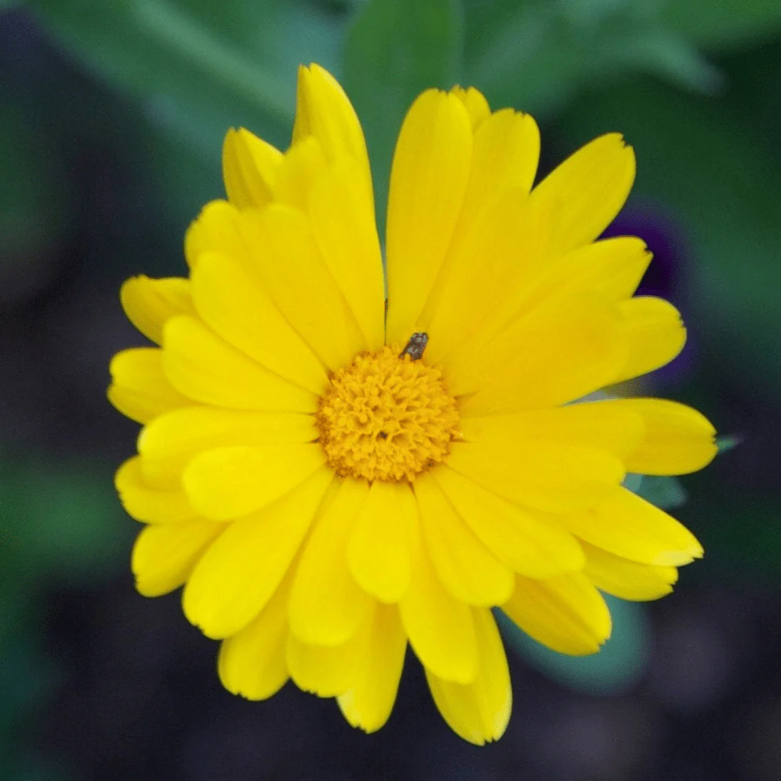 Pot Marigold Seed Pack - Image 2