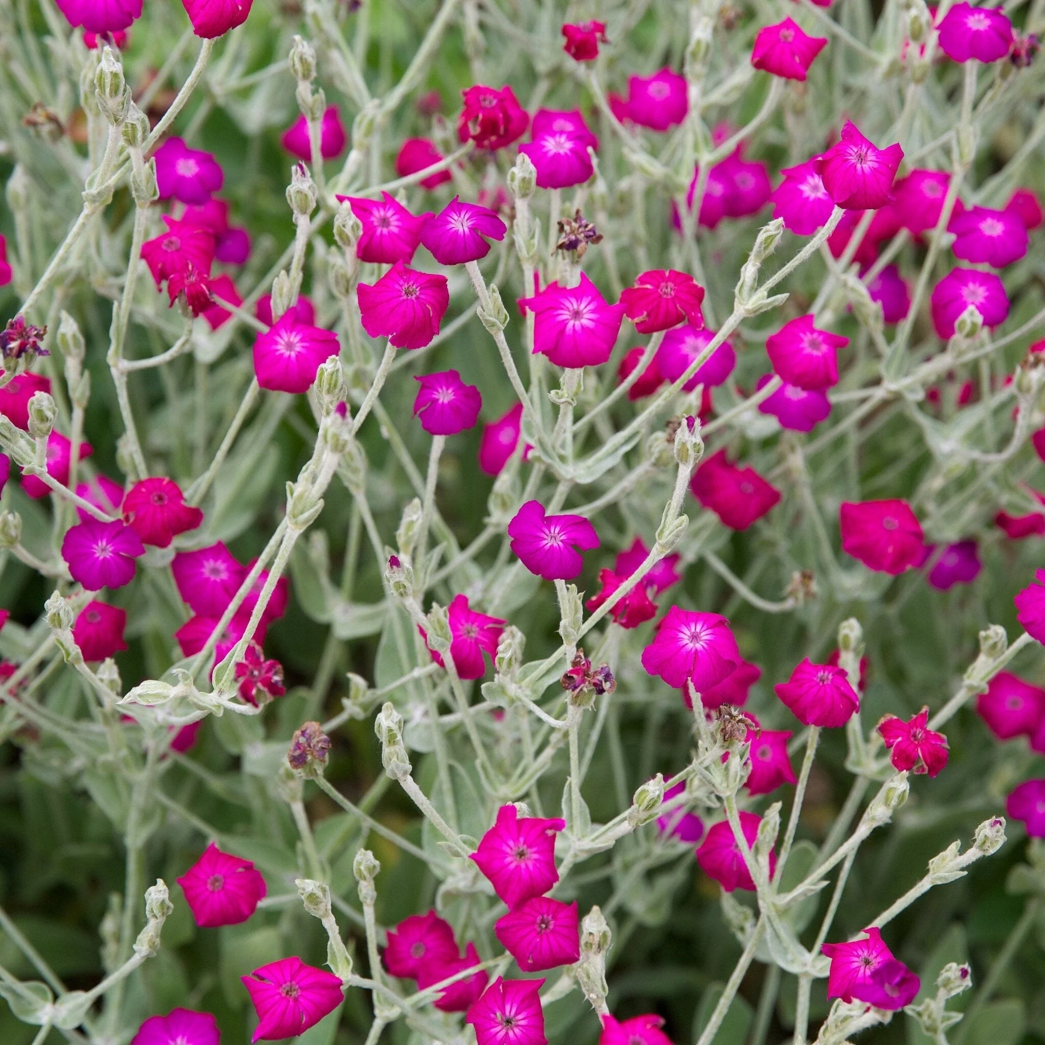 Rose Campion Seed Pack